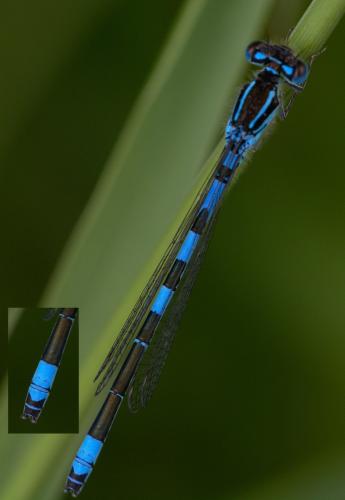 Réf. 231 255 : Coenagrion scitulum
